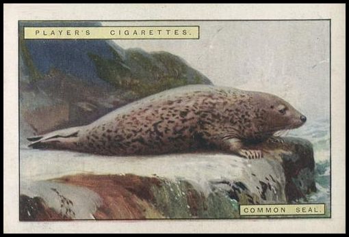 10 Common Seal